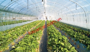 Ứng dụng cảm biến không dây trong việc phát triển nông nghiệp xanh cho cây trồng